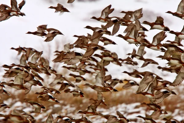Gran bandada de patos Mallard durante la migración de otoño —  Fotos de Stock