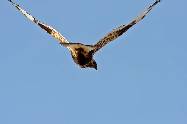 Halcón de patas ásperas en vuelo — Foto de Stock