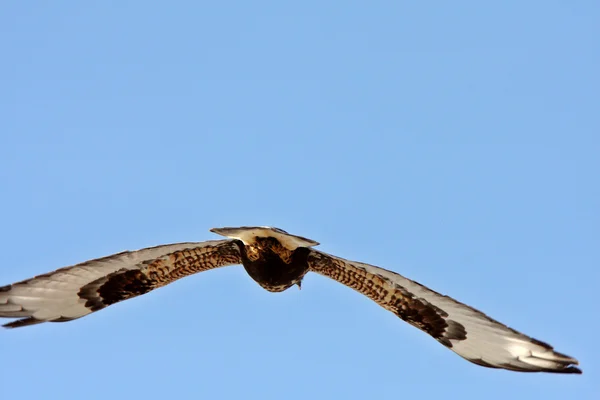 Grova ben hawk under flygning — Stockfoto