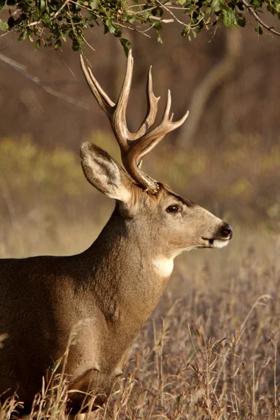 Buck jeleny v saskatchewan spadají — Stock fotografie