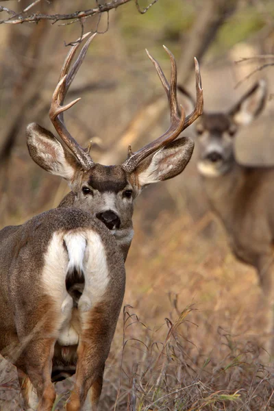 Mule Deer buck and doe in Saskatchewan fall — Stock Photo, Image