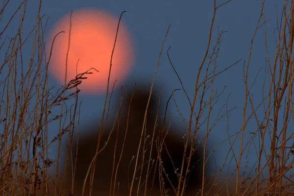 Luna llena sobre viejo granero de Saskatchewan — Foto de Stock