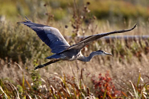 Blauwe reiger vliegen over saskatchewan marsh — Stockfoto