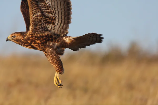Falcão Cauda Vermelha Voar Saskatchewan — Fotografia de Stock