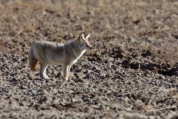 Coyote Campo Saskatchewan —  Fotos de Stock