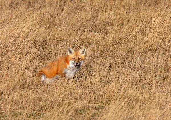 Red Fox Saskatchewan Graslanden — Stockfoto