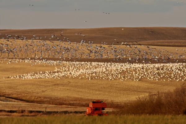 Huge Flock Snow Geese Saskatchewan Fall Migration — Stock Photo, Image