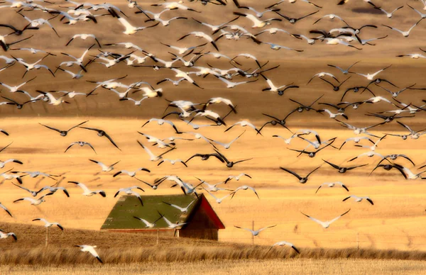 雪雁在萨斯喀彻温在期间巨大群属于迁移 — 图库照片