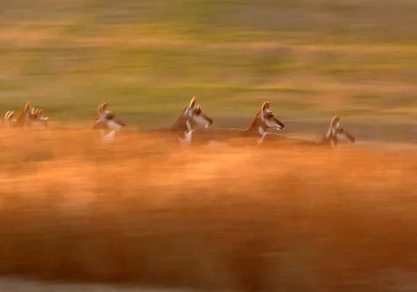 Pronghorn Antelope Correndo Através Campo Saskatchewan — Fotografia de Stock