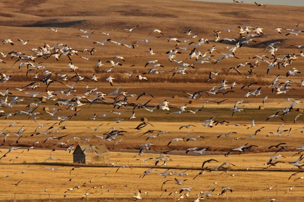 Huge flock of Snow Geese in Saskatchewan during fall migration — Stock Photo, Image