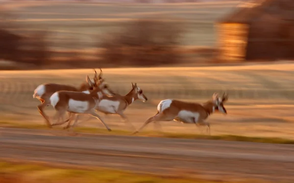 Pronghorn Antelope Running Saskatchewan Field — Stock Photo, Image