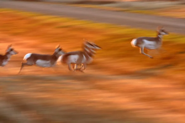 Pronghorn Antelope correndo através do campo de Saskatchewan — Fotografia de Stock