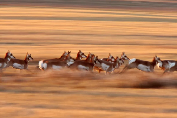 Antílope Pronghorn Corriendo Por Campo Saskatchewan —  Fotos de Stock