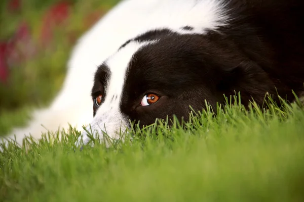 Pes na trávníku si fotograf — Stock fotografie