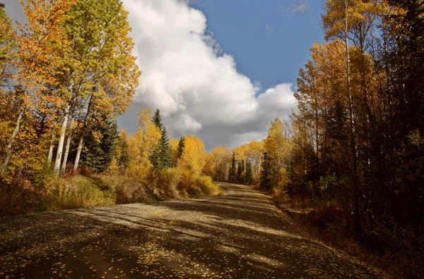 北ブリティッシュ ・ コロンビアの道に沿って秋の色 — ストック写真