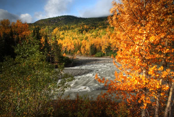 Őszi színek tanzilla northern british columbia folyó mentén — Stock Fotó