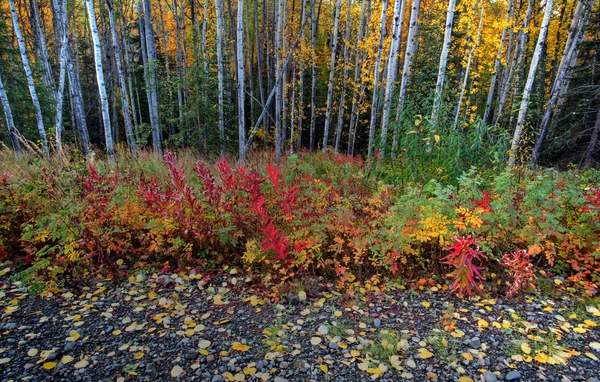Umgestürzte Blätter in der Nähe von Espenwald in Nordbritisch Columbia — Stockfoto