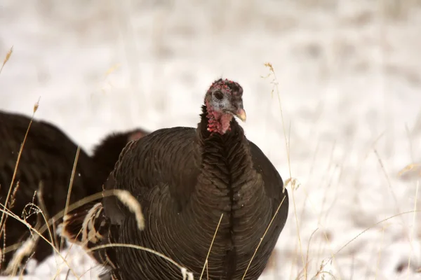 Kışın Wild Turkey — Stok fotoğraf