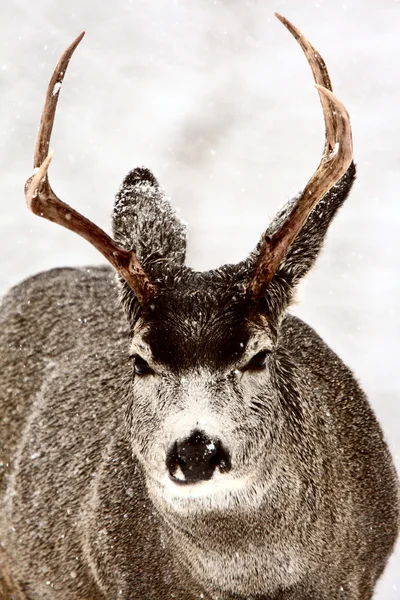 Mule Deer buck in winter — Stock Photo, Image