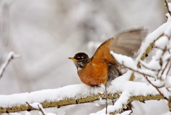 Robin Snow Covered Branch — Stock Photo, Image