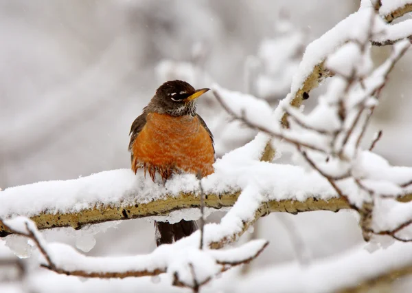 stock image Robin on snow covered branch