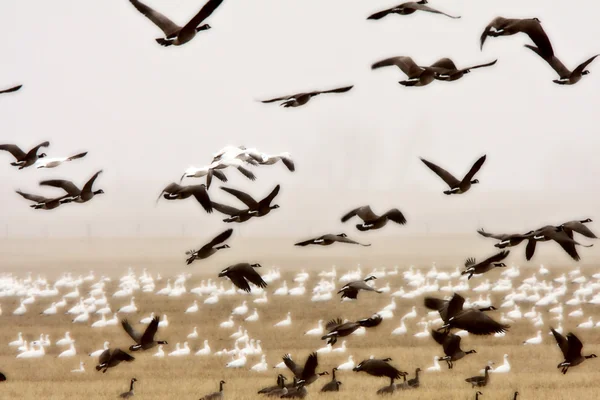 Nieve y gansos de Canadá durante la migración de otoño — Foto de Stock