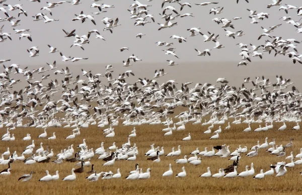 Sneeuw en canada ganzen tijdens de val migratie — Stockfoto