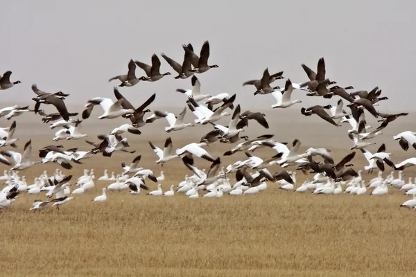 Snow Canada Geese Fall Migration — Stock Photo, Image