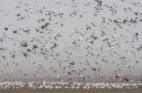Snow Canada Geese Fall Migration — Stock Photo, Image