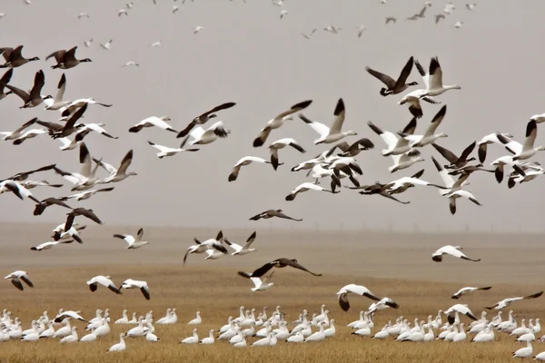 Sneeuw en canada ganzen tijdens de val migratie — Stockfoto