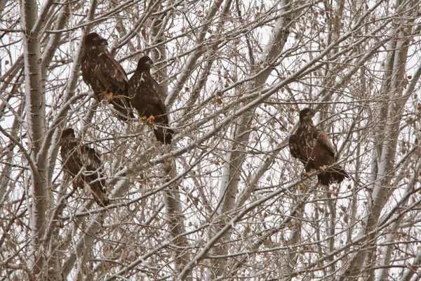 Águilas Doradas Saskatchewan —  Fotos de Stock