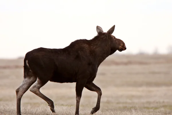 Moose Saskatchewan Veld — Stockfoto