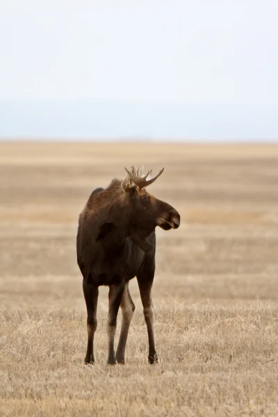 Moose op saskatchewan veld — Stockfoto