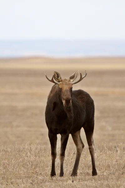 Moose Saskatchewan Field — Stock Photo, Image