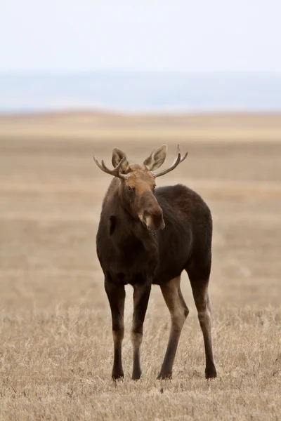 Moose on Saskatchewan field — Stock Photo, Image