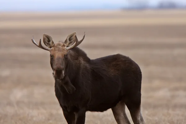 Moose Saskatchewan Veld — Stockfoto