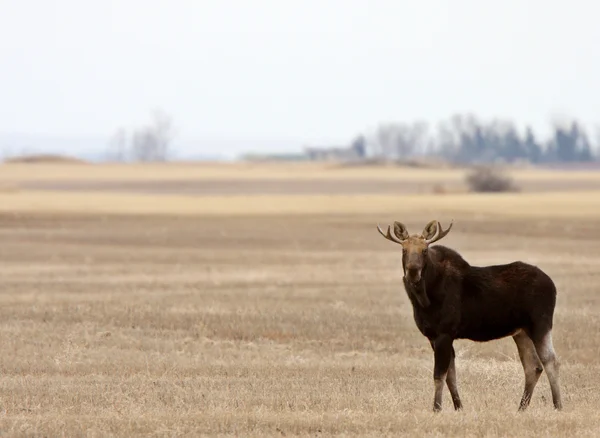 Moose on Saskatchewan field — Stock Photo, Image