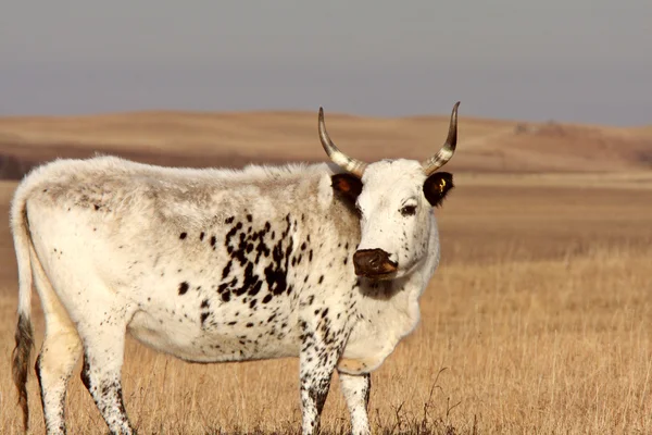 Saskatchewan Arazide Longhorn Steer — Stok fotoğraf