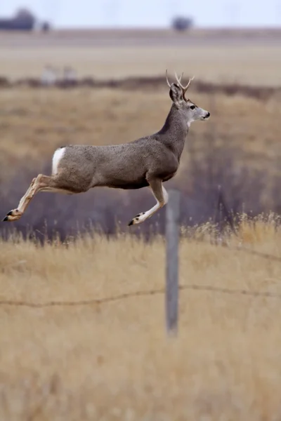 Mule Deer buck che delimita la prateria — Foto Stock