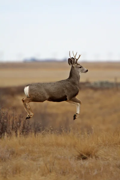 Mule deer buck begränsningsram över prärien — Stockfoto