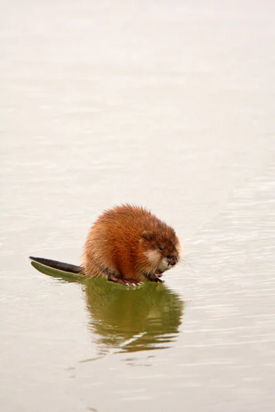 Ratto muschiato sul ghiaccio del lago nel Saskatchewan — Foto Stock