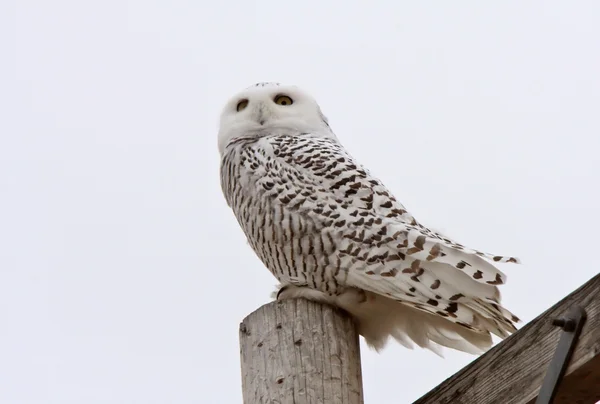 Female Snowy Owl Perched Power Pole — Stock Photo, Image