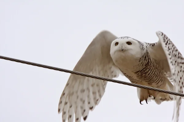 Female Snowy Owl flying along power line — Stock Photo, Image