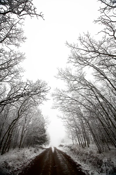 Nevoeiro Gelo Cypress Hills Parque Provincial Saskatchewan — Fotografia de Stock