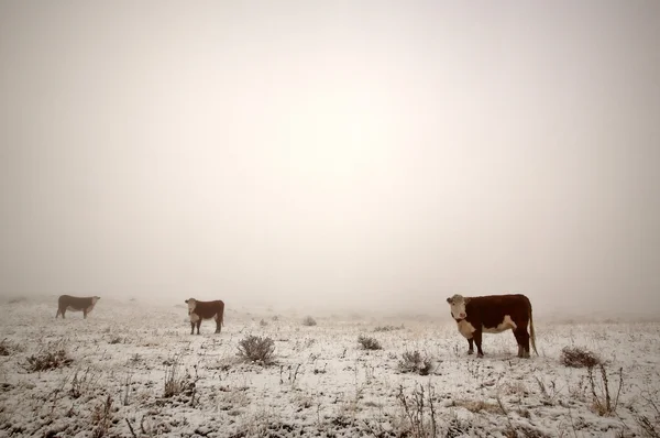 Skot v zimě pastviny — Stock fotografie