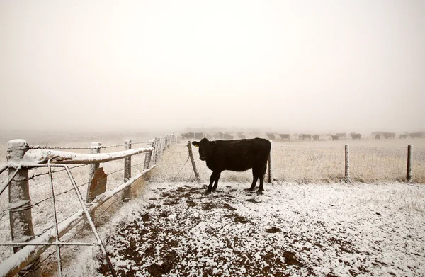 在冬季牧场的牛 — 图库照片