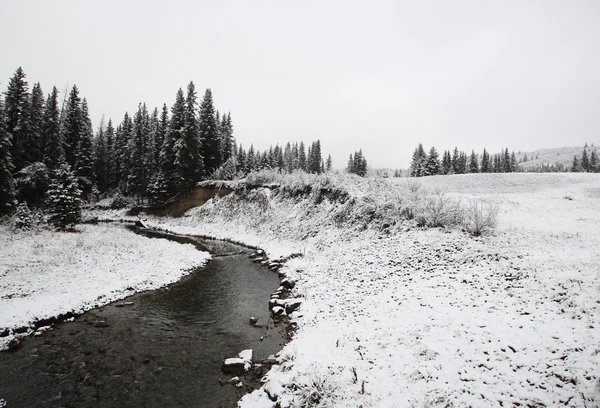 Giornata invernale sulle colline dei cipressi del Saskatchewan — Foto Stock