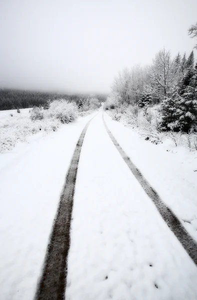 Vinterdag i cypress hills i saskatchewan — Stockfoto