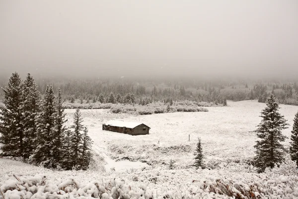 stock image Heavy snow and ice fog in Cypress Hills