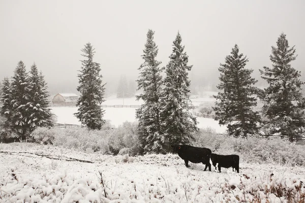 Nötkreatur i vinter betesmark — Stockfoto